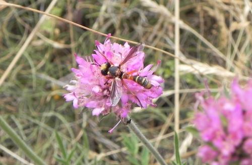 Physocephala vittata